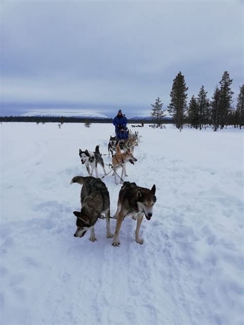 Husky Dog Sledding Safaris And Tours In Lapland Yllasfi