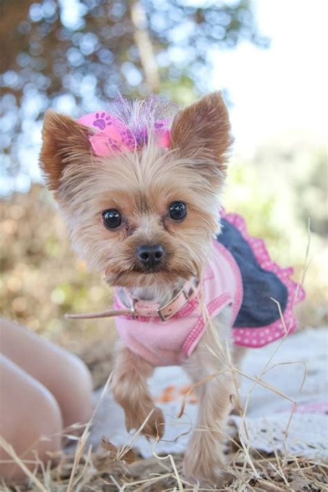 My Baby Girl Yorkie At Our Engagement Pictures Yorkie Yorkie Moms