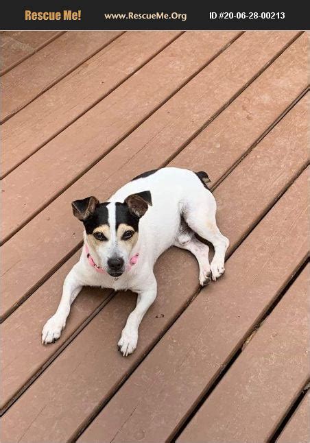 adopt 20062800213 ~ jack russell rescue ~ woodbridge va