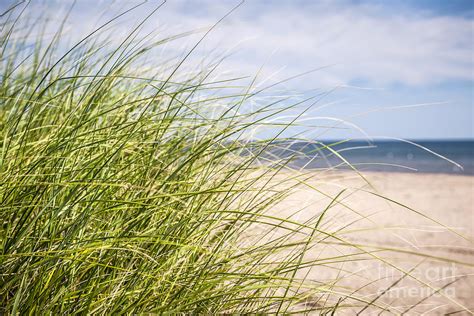 Beach Grass Photograph By Elena Elisseeva Pixels