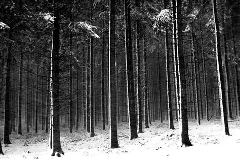 Winter Woods In Black And White Photograph By Robert Dann Fine Art
