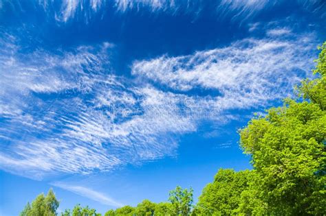 Trees Against Blue Sky With Scenic Clouds Stock Photo Image Of