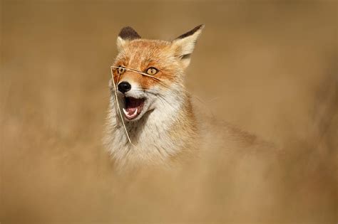 Funny Fox Photograph By Roeselien Raimond