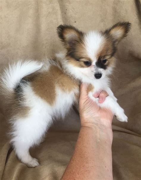 Papillon Puppies For Sale Rowland Pa 223466 Petzlover