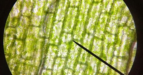 Hydrilla Leaf Cell Under Light Microscope Micropedia