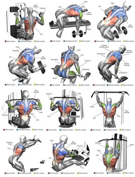Back Muscle Exercise Chart Bodybuilding Back Exercises And Anatomy
