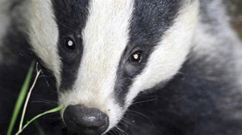 Petition · Prevent Culling Of Badgers In Northern Ireland Support