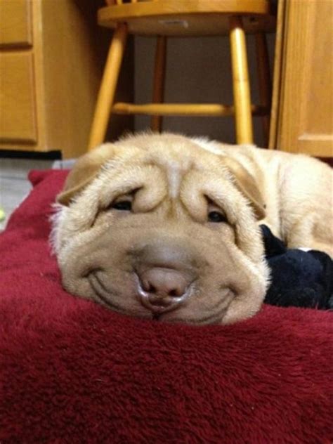 Funny Dog Faces Dump A Day