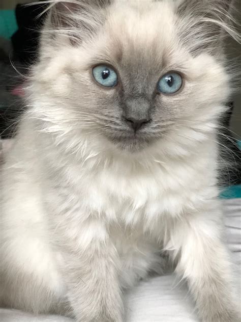 Exploring The Beauty Of Blue Point And Lilac Point Ragdoll Cats