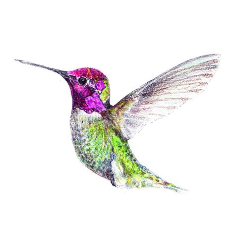 Hummingbird Drawing In Pencil At Getdrawings Free Download
