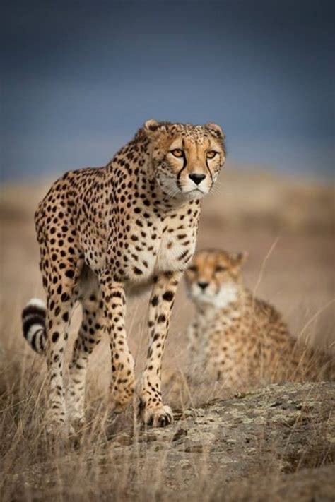 Mental Alchemy Beautiful Wildlife Cheetah By Dirk