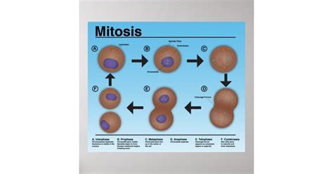 Mitosis Classroom Poster Updated Zazzlecouk Images
