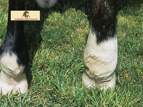 Cellulitis In Horses Legs Detecting And Treating Early For Optimal