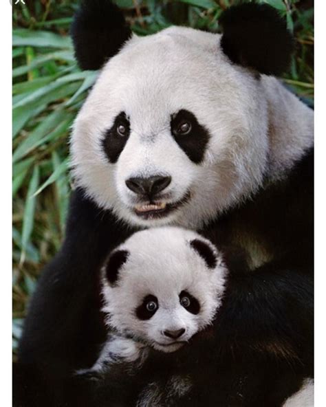 Pin By Abcbs On Sevimli Canlılar ♥♥♥ Cute Living Things Panda Bear