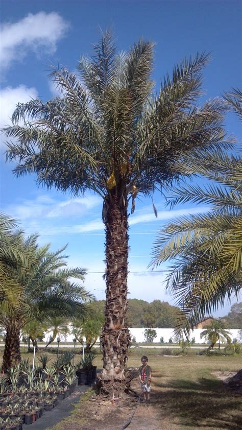 A Quality Plant Medjool Palm Phoenix Dactylifera Date Palm