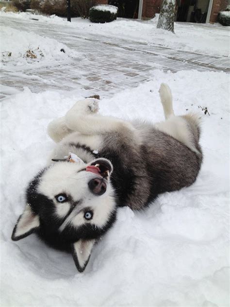 Best 12 Pictures Of Huskies This Year Inside Dogs World
