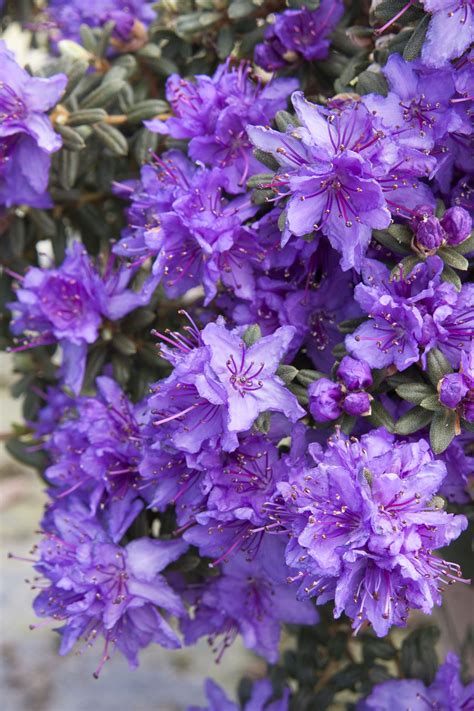 In 2002 plantlife ran a county flowers campaign to assign flowers to each of the counties of the united kingdom and the isle of man. Dwarf Purple Rhododendron | Purple flowers garden, Purple ...