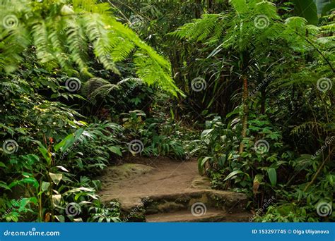 Walking Trail In Asian Tropical Rainforest Tropical Jungles Landscape