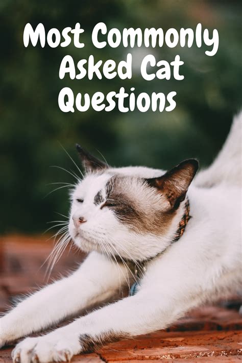 Most Commonly Asked Cat Questions In 2020 Cat Questions Cats Cat