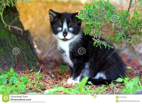 Small Black And White Kitty Stock Image Image Of Black Spring 31720549