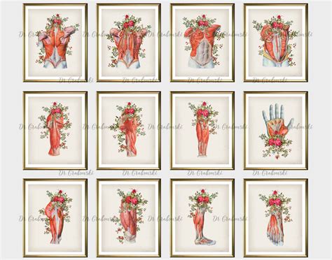 Muscular Anatomy Poster Set Of 12 Muscles And Flowers Art Etsy