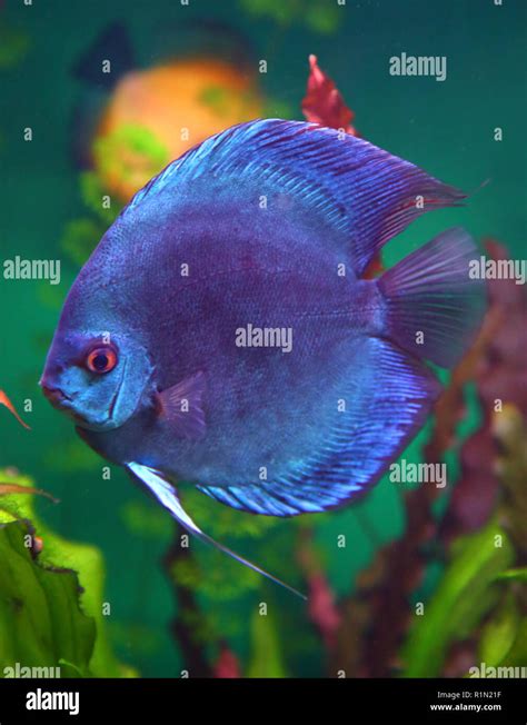 Blue Discus Fish In Aquarium Stock Photo Alamy
