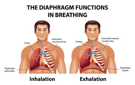 The Diaphragm Functions In Breathing 2036323 Vector Art At Vecteezy