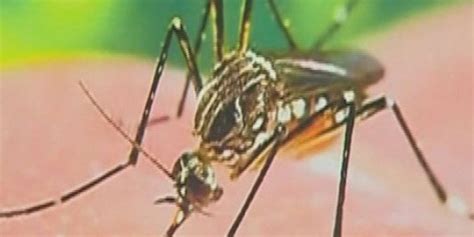2 Cases Of West Nile Fever Reported In East Texas