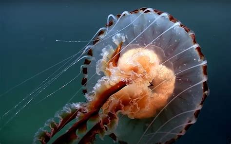 Jellyfish Underwater World Okean Desktop Wallpaper High
