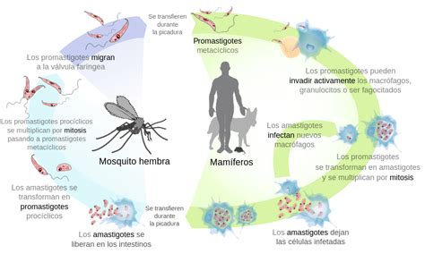 Perros Y Mosquitos C Mo Prevenir La Leishmaniosis