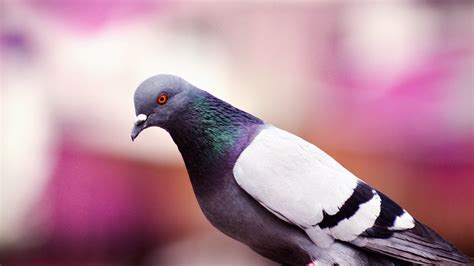 1920x1080 Pigeon Laptop Full Hd 1080p Hd 4k Wallpapers Images