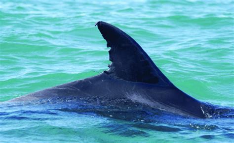 Dorsal Fin Of A Coastal Bottlenose Dolphin Off San Diego County The