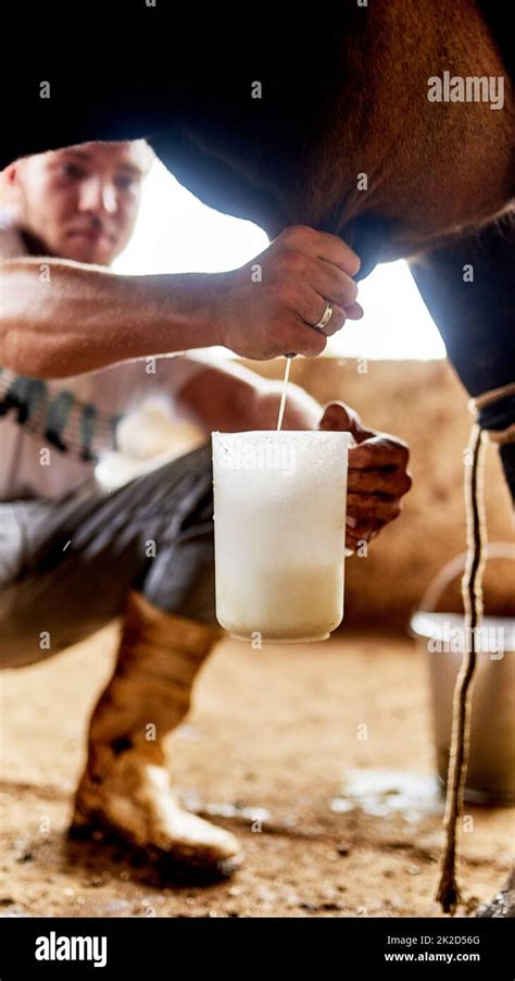 Getting Out The Last Bit Cropped Shot Of A Male Farmer Milking A Cow Stock Photo Alamy