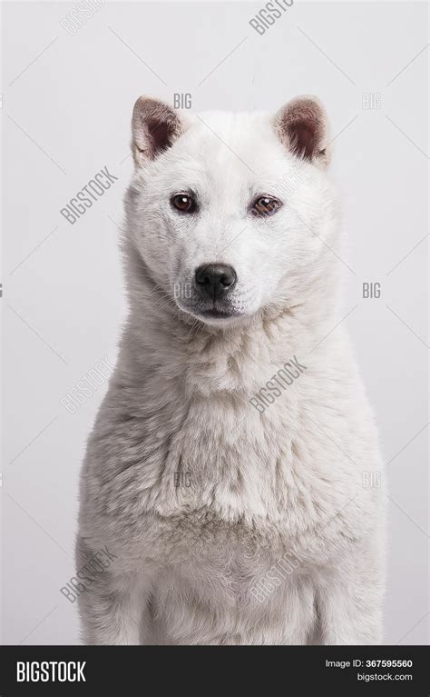 Kishu Inu White Image And Photo Free Trial Bigstock