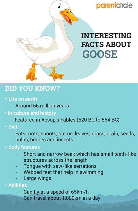 Goose Facts For Kids Fun And Interesting Facts About Geese Parentcircle