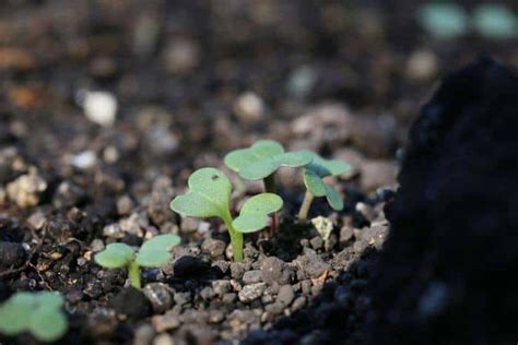 Broccoli Plant Stages Growing Green And Strong One Step At A Time
