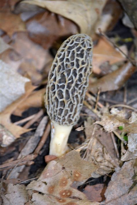 Hunting Guide for Morel Mushrooms » HG