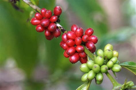 Keyword For Coffee Plant