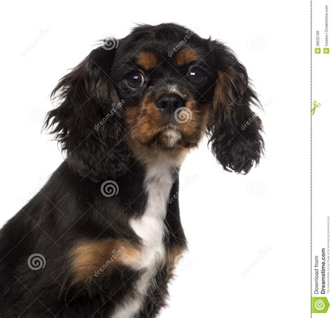 Close Up Of A Cavalier King Charles Spaniel Puppy 4 Months Old Stock