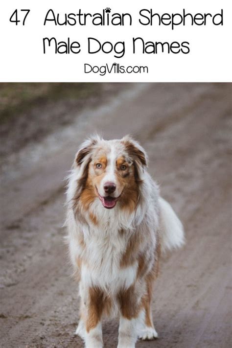 95 Adorable Australian Shepherd Dog Names Dogvills