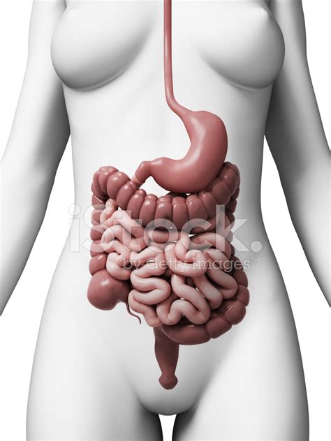 Female Digestive System Stock Photo Royalty Free Freeimages