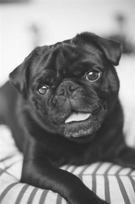 Top 10 Things To Love About Pugs Part One The Pug Diary Cute Pugs