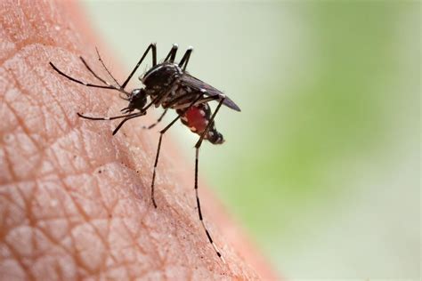 Mosquito Bites Symptoms Complications And Prevention
