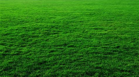 Green Grass Background Country Free Stock Photo Public