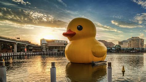 Giant Rubber Duck Wallpaper 77 Images