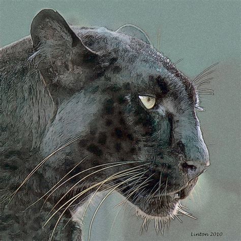 Black Panther Digital Art By Larry Linton