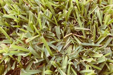 St Augustine Grass Turning Yellow 6 Possible Causes Thriving Yard