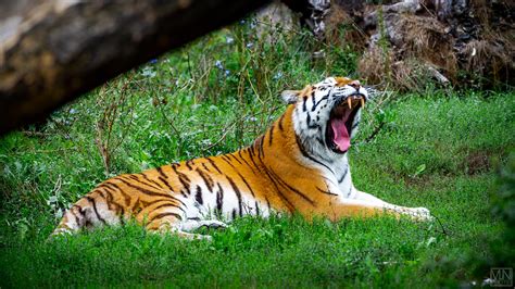 Tired Tiger Aufgenommen Im Zoo Duisburg Maicn Flickr