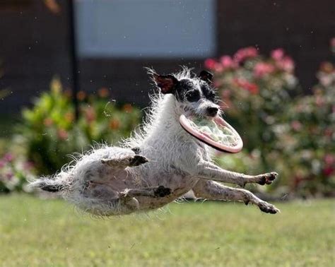 Funny Pics Of Flying Dogs Catching Frisbees Freeyork