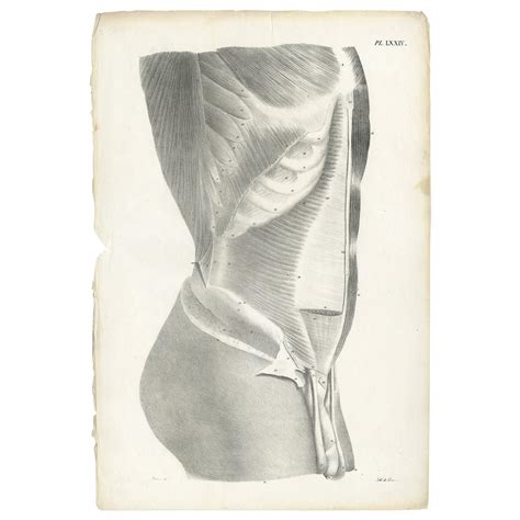 Pl Lxxi Antique Anatomy Medical Print Of The Male Torso By Cloquet